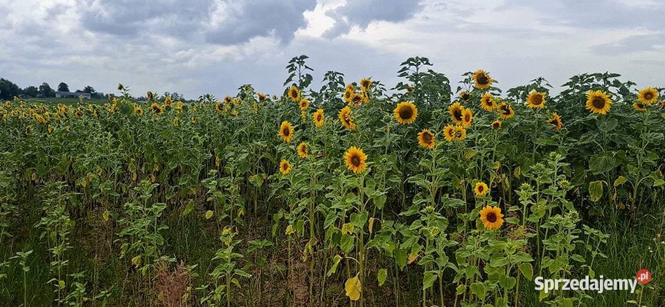 Słoneczniki ozdobne Lubelskie Pozostałe Lublin