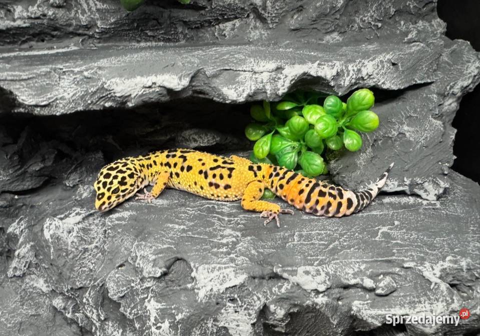 Dorosła samica gekona lamparciego Stary Sącz