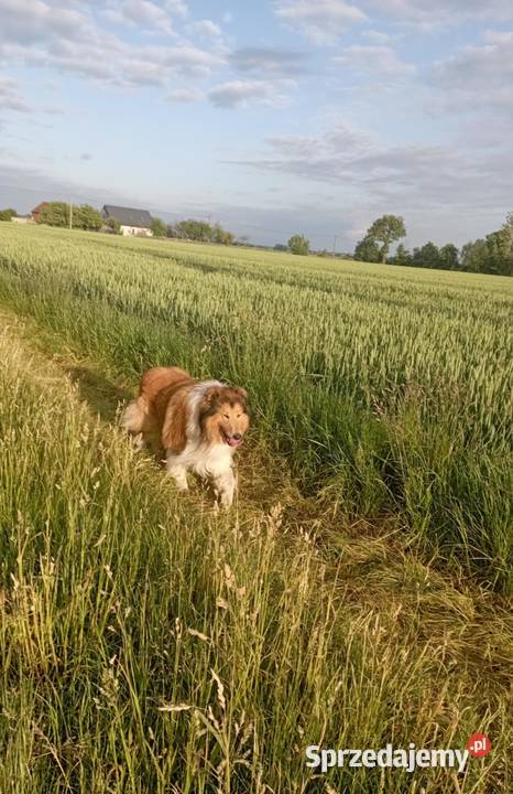Pies Owczarek Szkocki Collie sprzedam