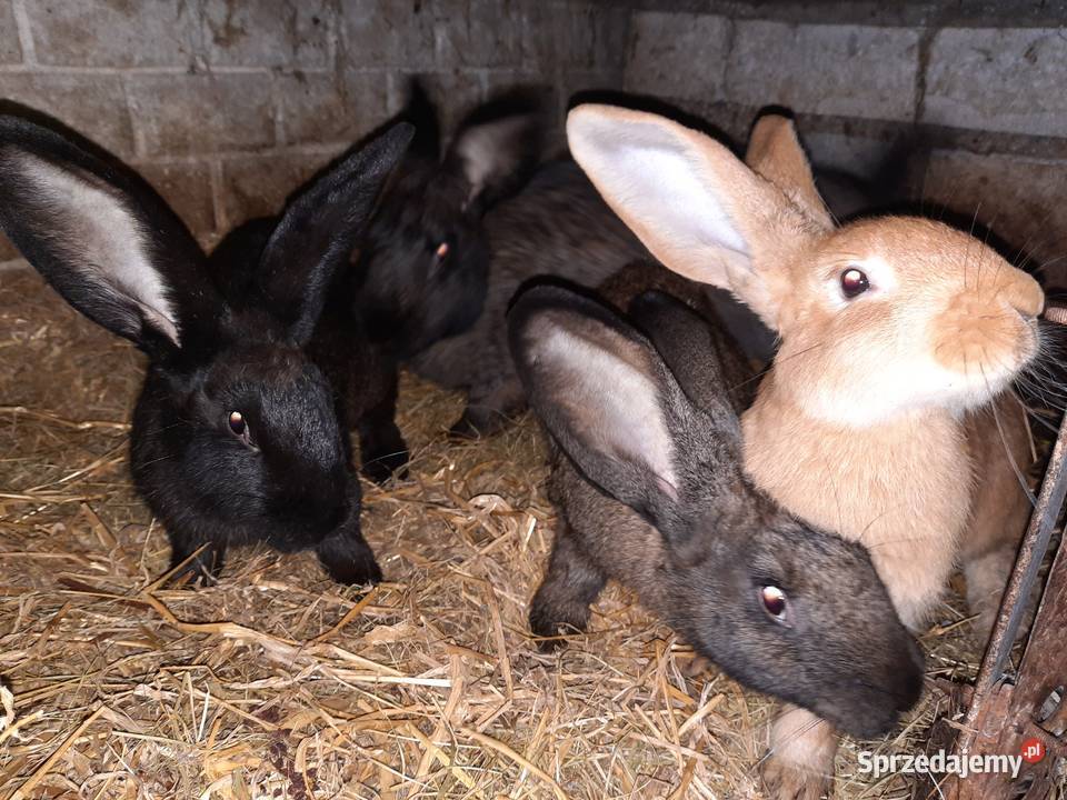 Sprzedam króliki Strzeszkowice
