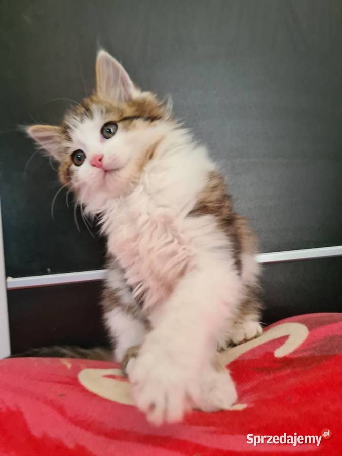 Maine Coon Drygulec sprzedam