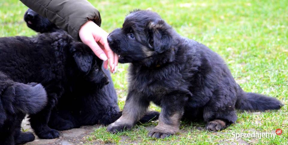 Owczarek niemiecki owczarki niemieckie