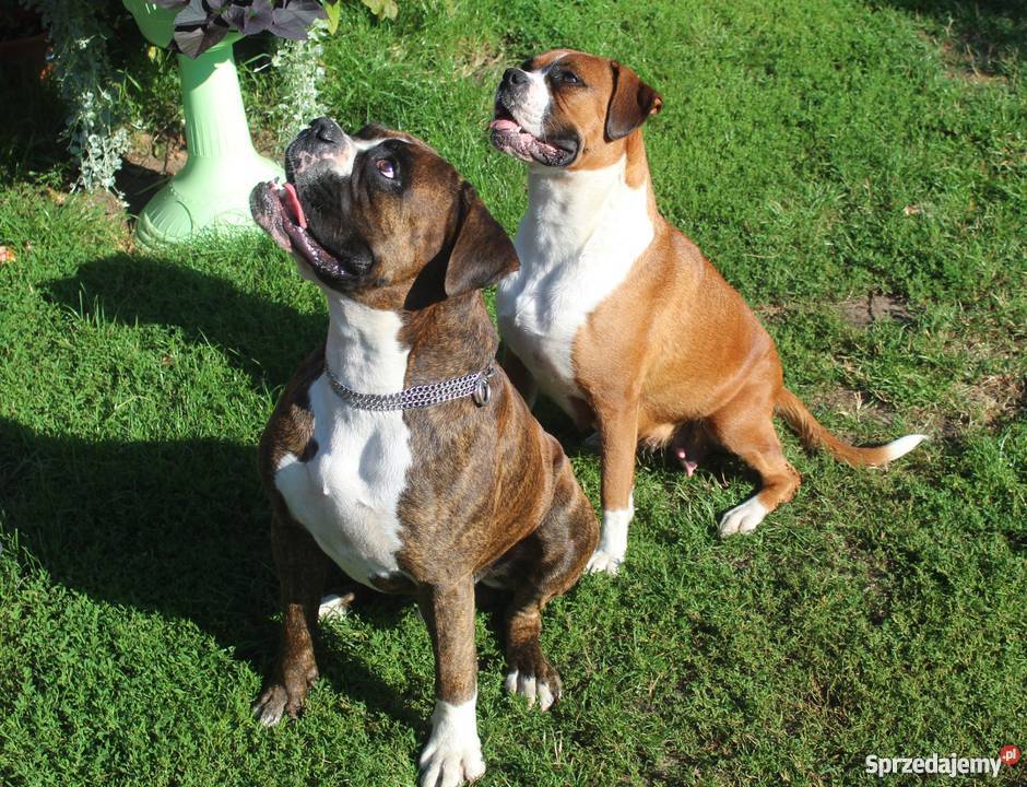 Bokserki Szczenięta sprzedam mazowieckie Małkinia Górna