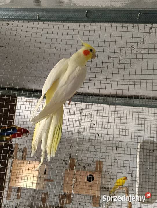 Nimfy 3 sztuki likwidacja promocja Brzeziny