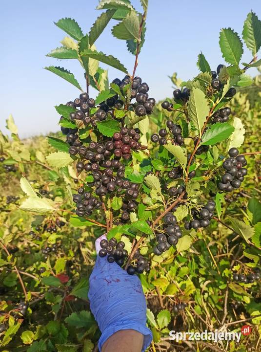 Aronia wysyłka Kraków
