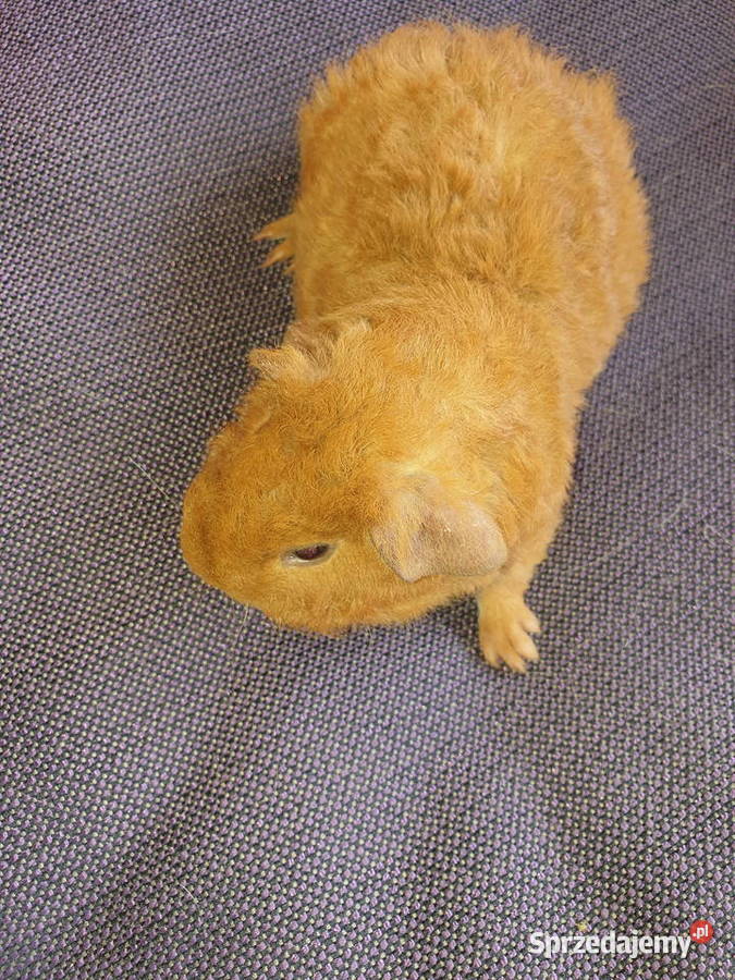 Świnka morska us teddy