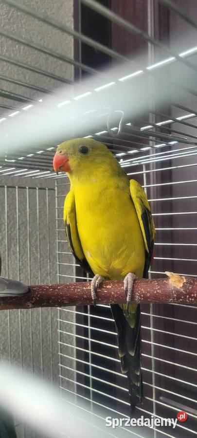 Samiec papugi górskiej Wieliczka