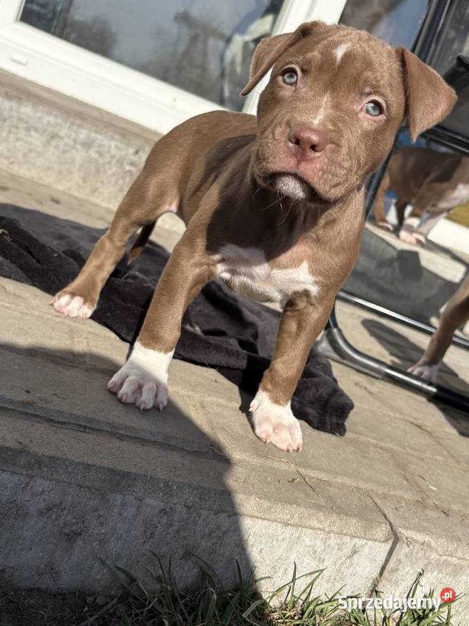 American bully xl szczeniak Czerlejno