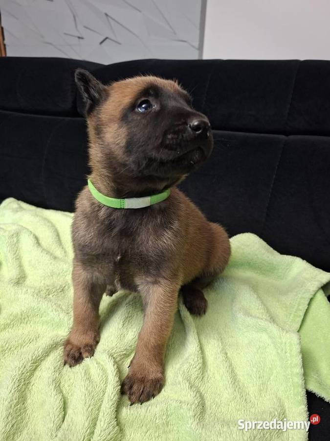 Owczarek Belgijski Malinois Szczeniaki Częstochowa sprzedam