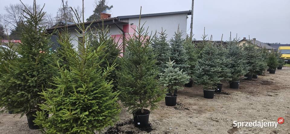 Choinki z korzeniami w donicach Brzóza sprzedam