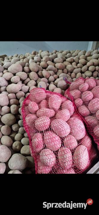 Sprzedam ziemniaki odmiany Denara i Bellarossa Łozina