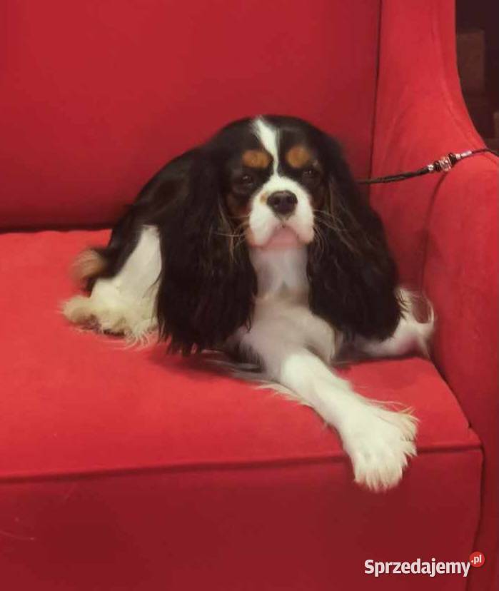 Cavalier King Charles Spaniel opolskie Strzelce Opolskie sprzedam
