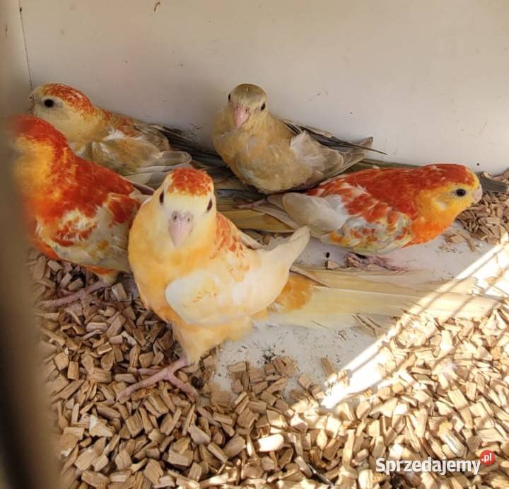 Świergoty Oranżowe pomorskie Gdańsk sprzedam