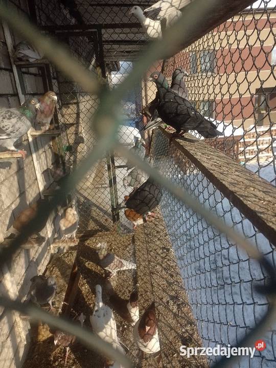 Gołębie staropolskie Dąbrowa Górnicza