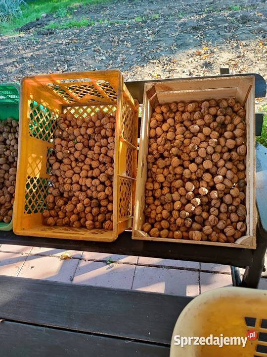 Orzechy włoskie Warszawa