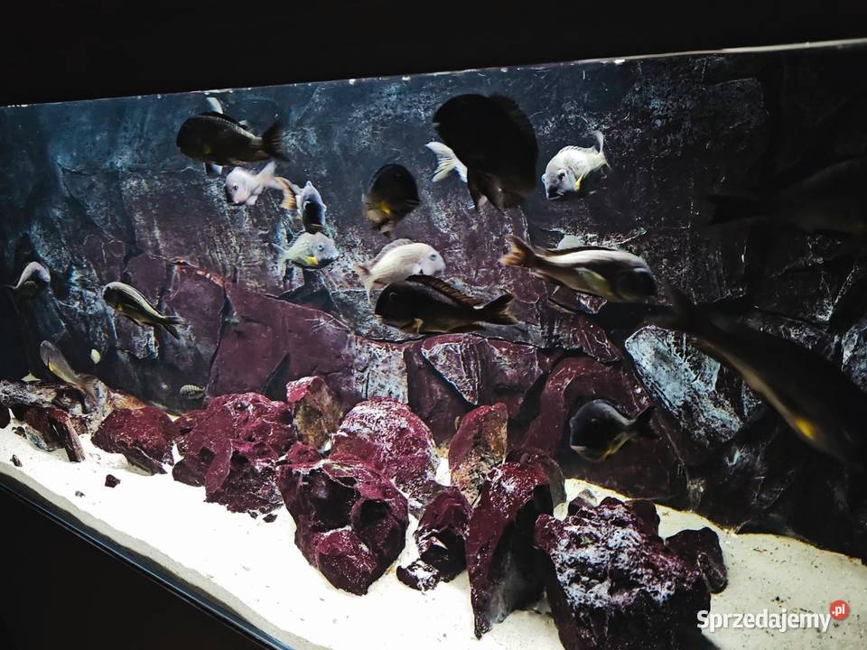 Akwarium z rybami WF Tropheus sp Crescentic Lesko
