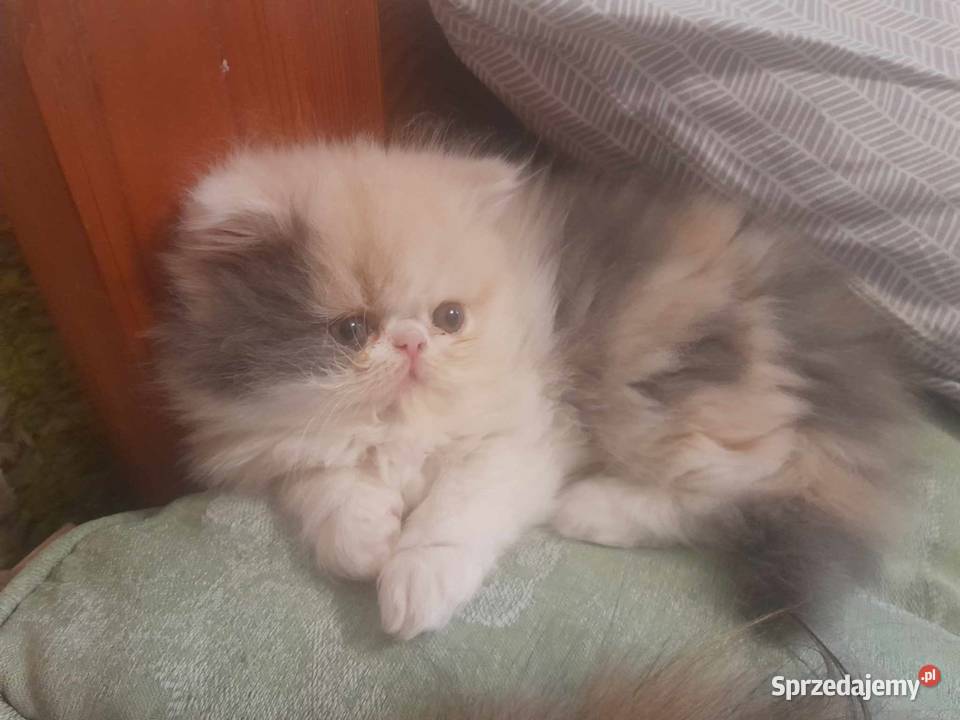 Kotka perska tricolor sprzedam