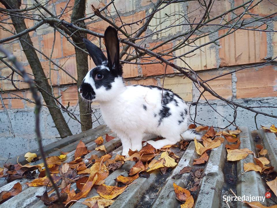króliki młode SAMCE z przydomowej hodowli Grabówka