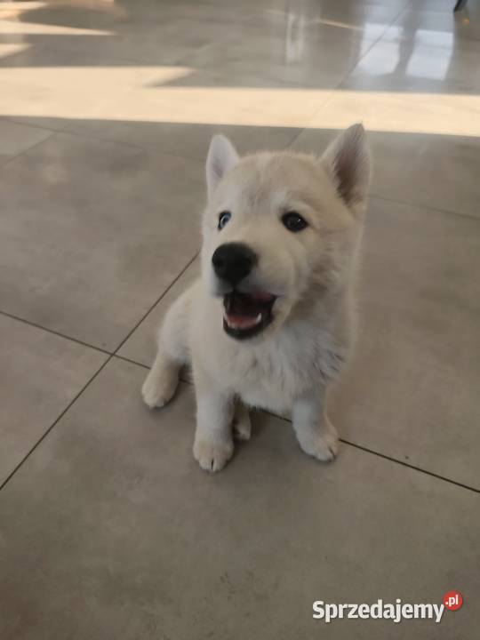 Suczka Siberian Husky różnooka Breń Osuchowski
