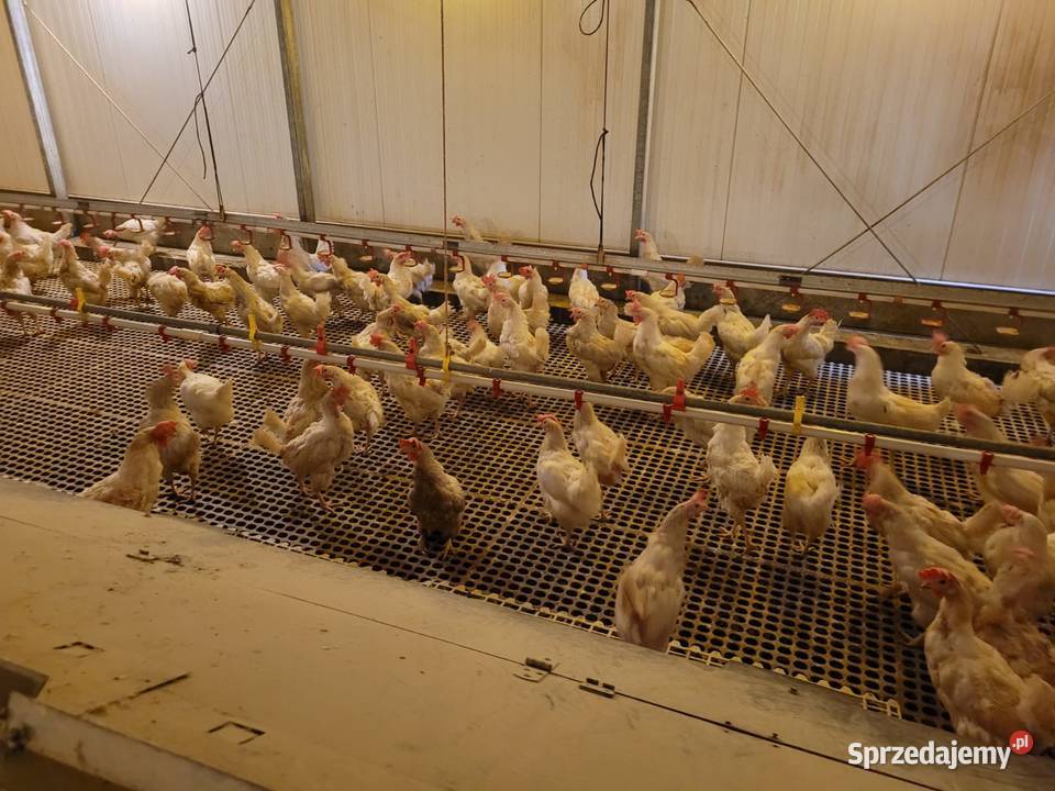 Kury nioski sondy sonia 10 sztuka Radocza