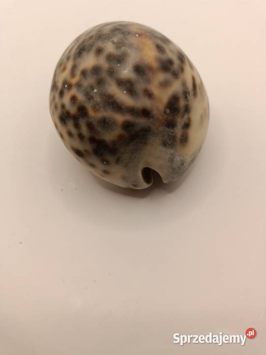 MUSZLA PIĘKNA MUSZLA PORCELANKI TYGRYSIEJ Zamość