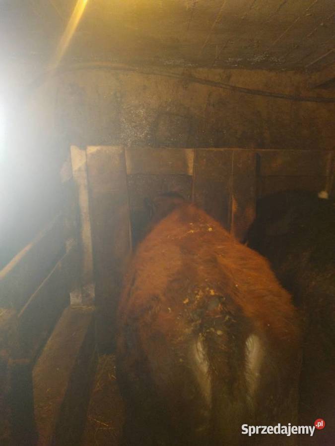 Sprzedam byka August czerwony MM Brzeźno Szlacheckie