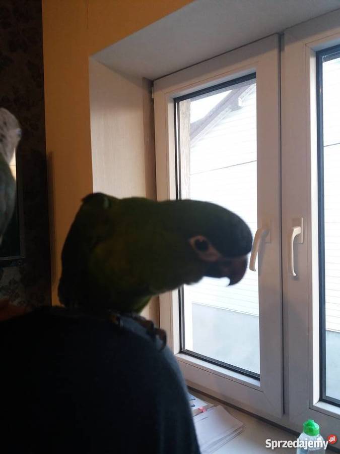 Ara nobilis epoletowa ręcznie karmiona