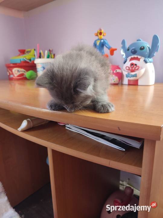 Kot brytyjski długowłosy kocurek Rzeszów