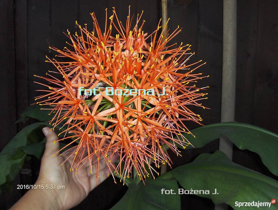 OGROMNE kule kwiatowe Wielkie kwiatostany odcienie czerwieni sprzedam