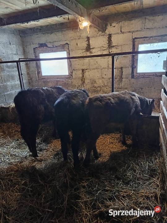 Sprzedam jałoszki Żelazowa Wola