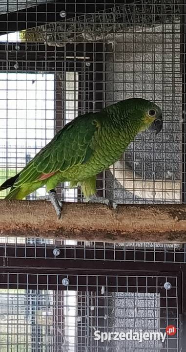 Amazonka Niebieskoczelna Samica Ptaki Żabno