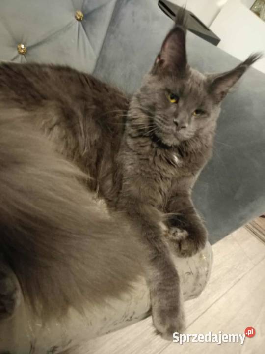 Rezerwacja Maine Coon kujawsko-pomorskie