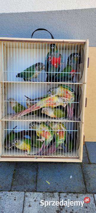 papugi rudosterki zielonolice Łaziska