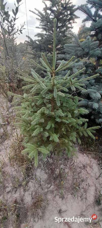 Likwidacja plantacji sprzedaż choinka świerk Tomaszów Mazowiecki