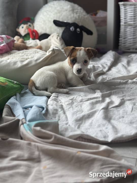 Jack Russell Terrier suczka Częstochowa
