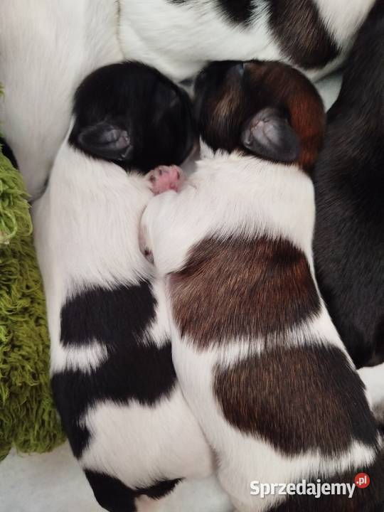 Shih Tzu Złotków