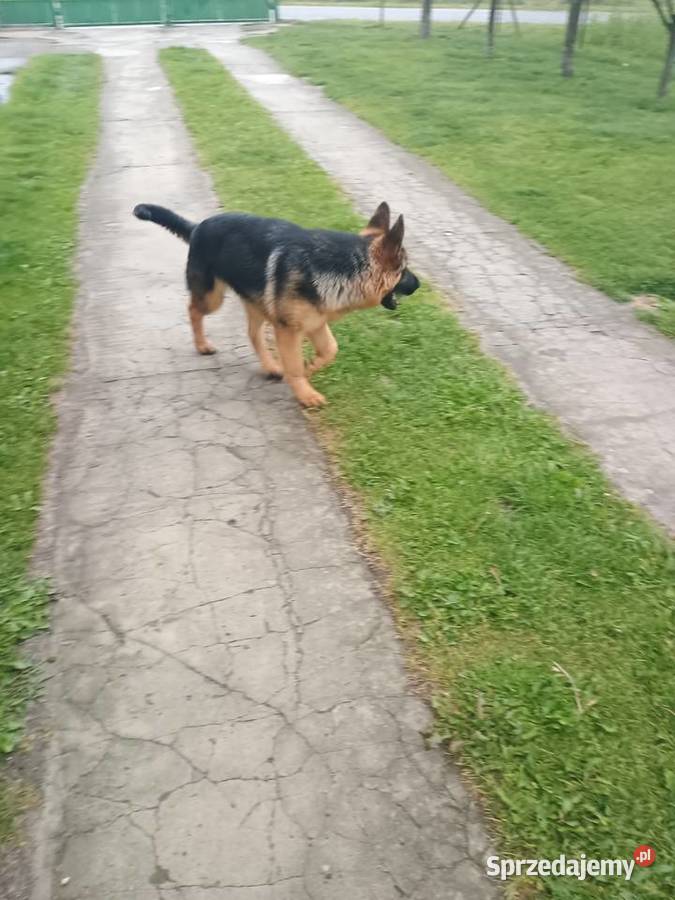 Owczarek niemiecki krótkowłosy mazowieckie Wola Pieczyska sprzedam
