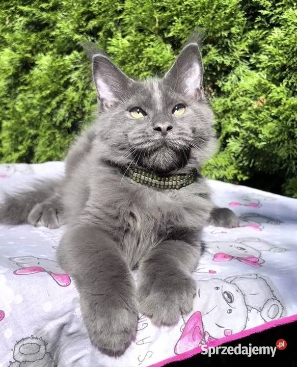 Maine Coon wielka i piękna Rumba Maine Coon sprzedam