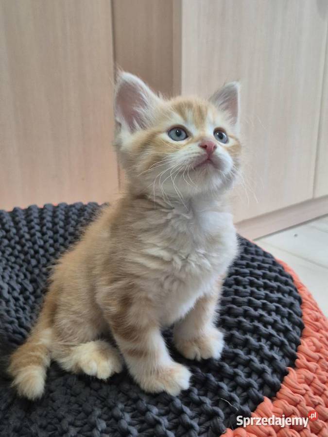 Kocurek Syberyjski OLO rodowód FIFE FPL Stary Broniszew