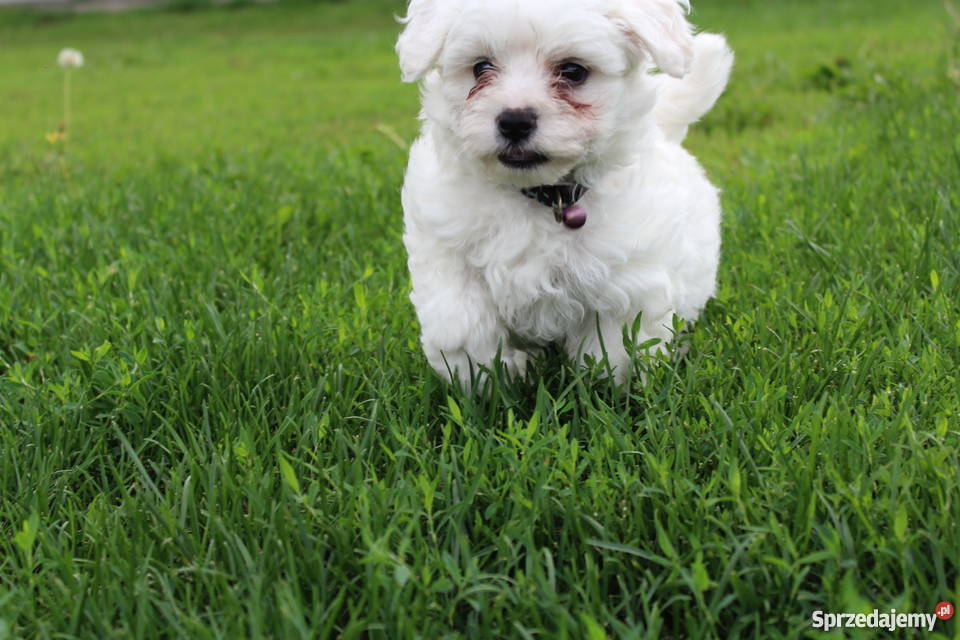 Dwa pieski Białystok