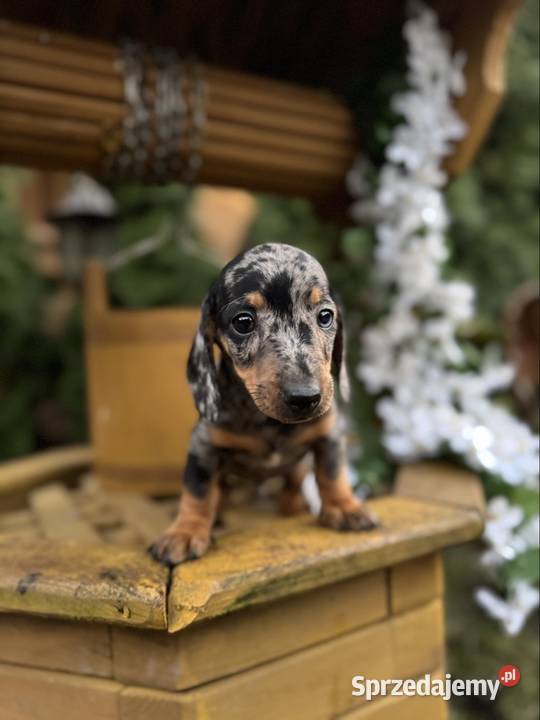 Cudowny Piesek jamnik miniaturowy blue merle z