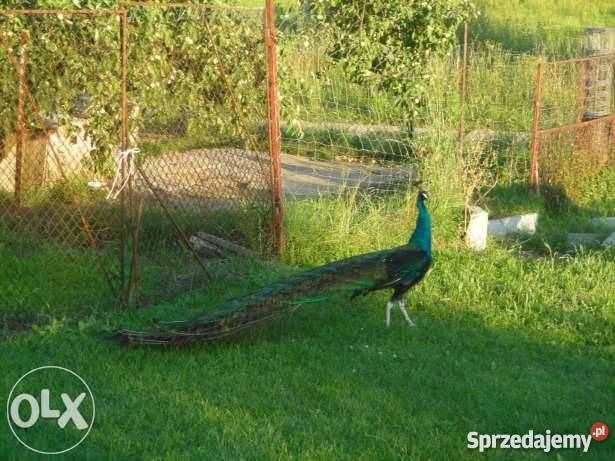 Paw Czarnoskrzydły Laskówka Chorąska sprzedam