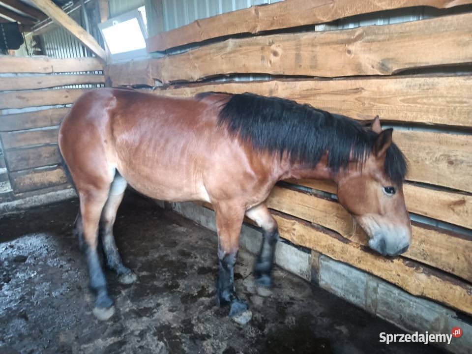 Źrebica PKZ Krasienin-Kolonia