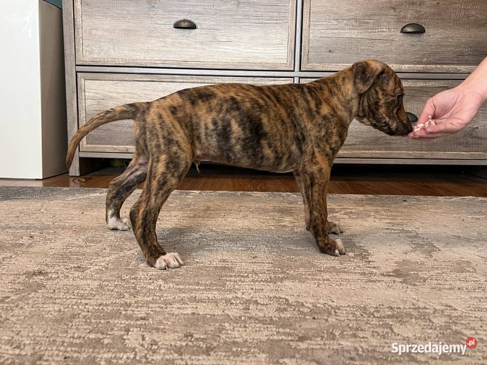 Chart greyhund Pozostałe Jędrzejów