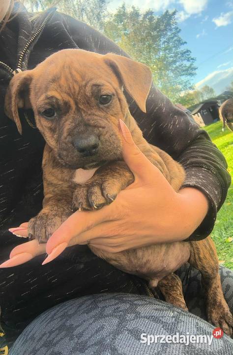 Pieski Amstaf samce Poniatowa
