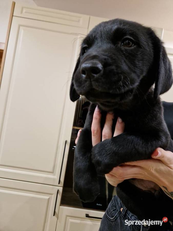 Labrador Retriever suczka gotowa do odbioru wielkopolskie Gostyń
