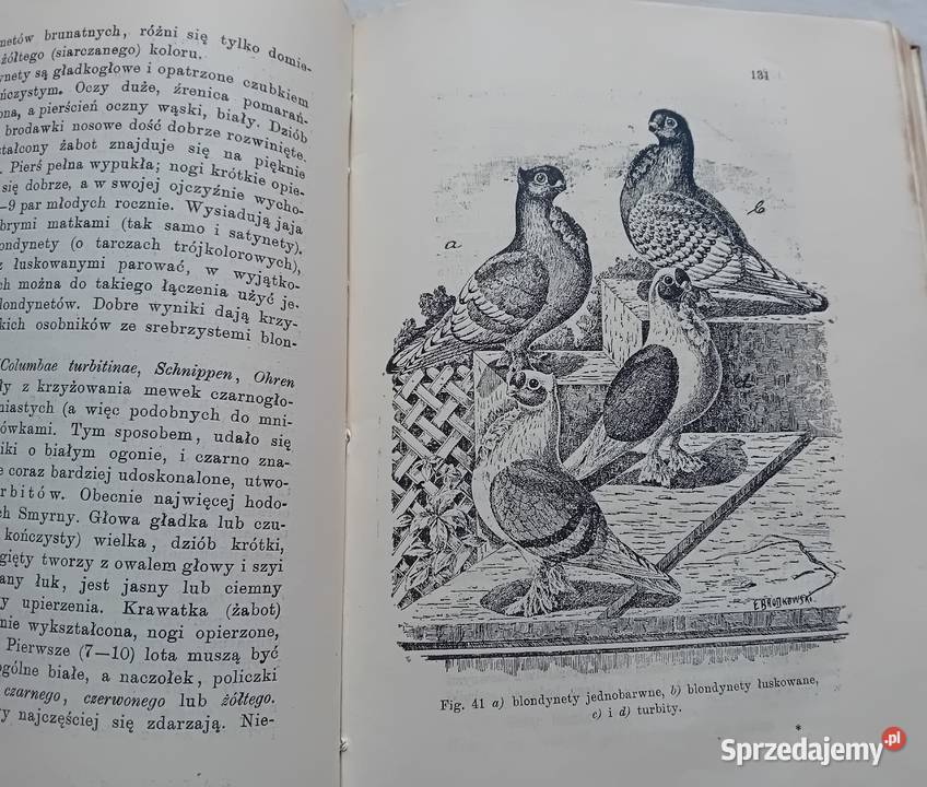 Eugeniusz Adolf Terlecki Chów gołębi Lwów 1907 r Antykwariat Koźminek