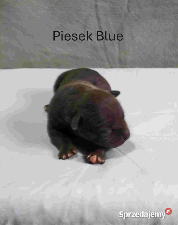 Szczeniaki American staffordshire terrier lubelskie sprzedam