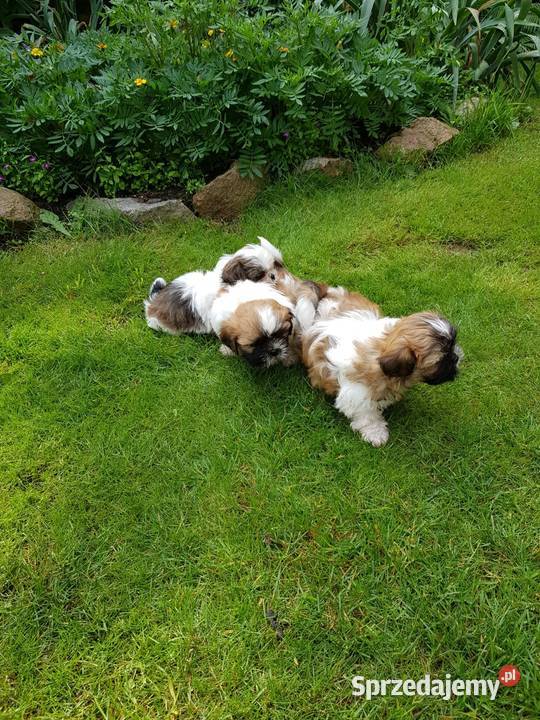 Szczeniaki Shih tzu Augustów