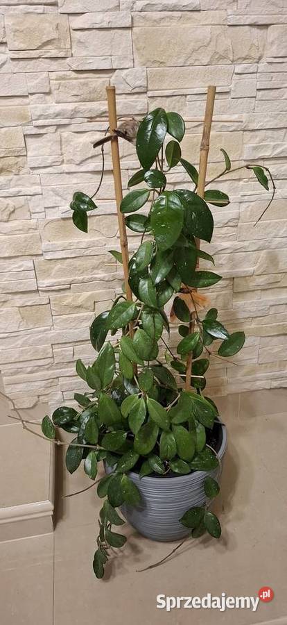 Roślina Hoya w doniczce Doniczki do rozsad Goleniów
